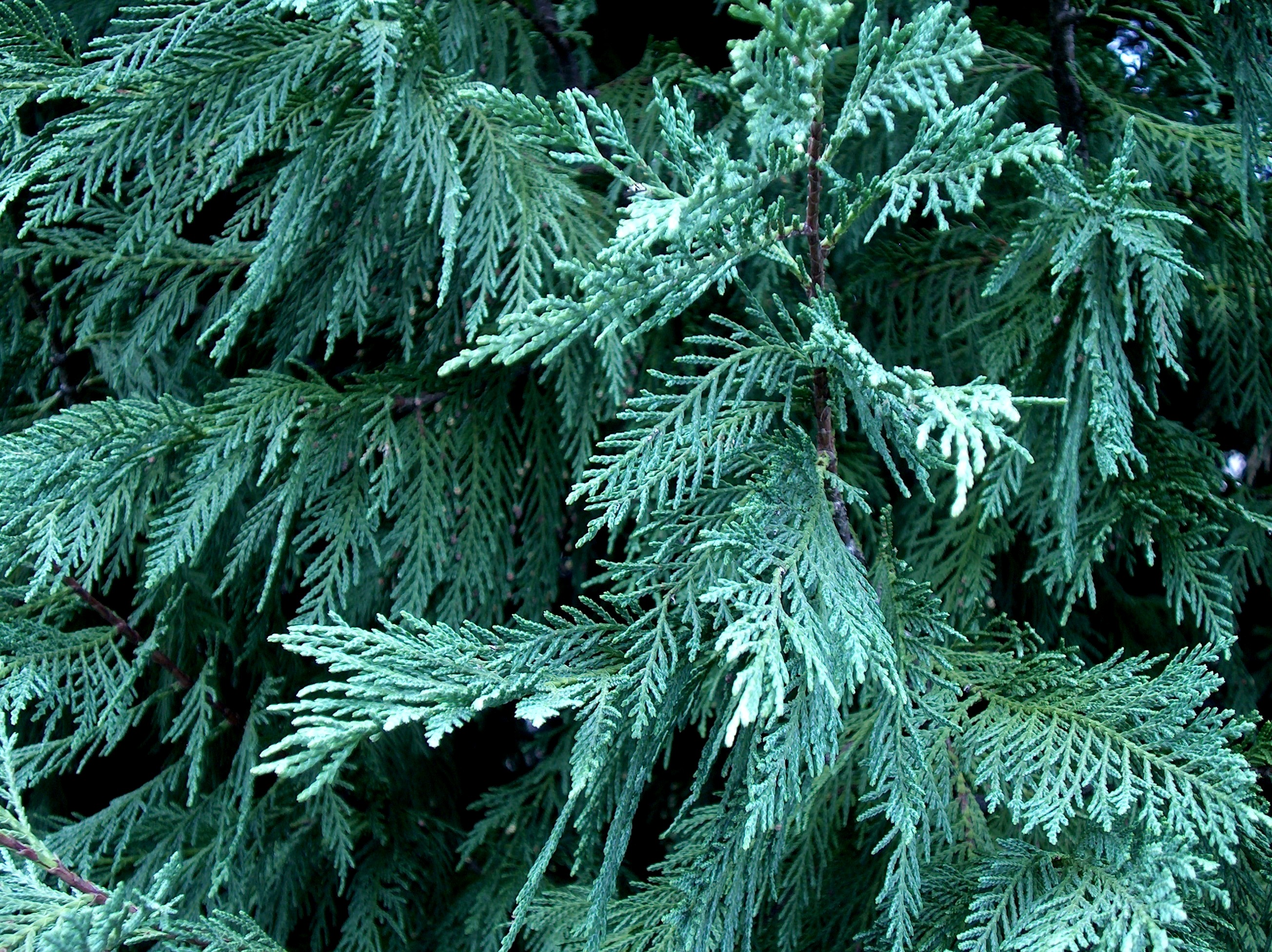 Online Plant Guide x Cupressocyparis leylandii / Leyland Cypress